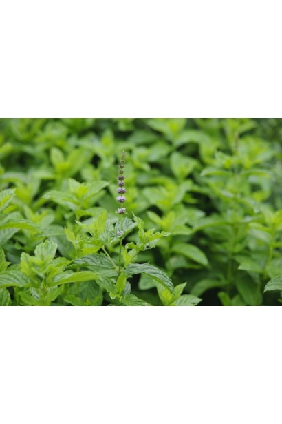 М’ята колосиста лимонна